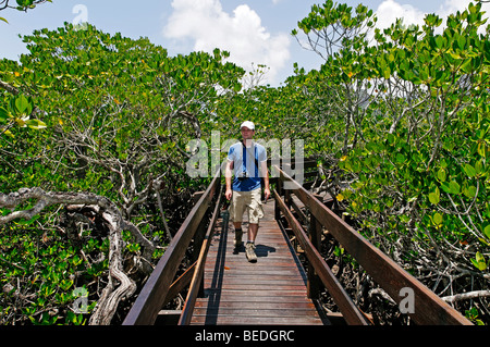 Uomo che cammina su una passerella tra le mangrovie a sud Shephard Beach, Hinchinbrook Island, Hinchinbrook Island National Park, Q Foto Stock