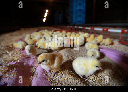 Pulcini per la brace dopo essere stato consegnato a un pollo BROILER FARM REGNO UNITO Foto Stock