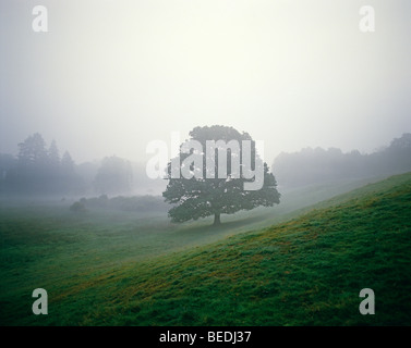 Paesaggio con albero singolo Foto Stock