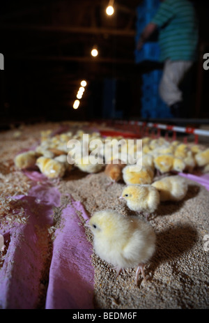 Pulcini per la brace dopo essere stato consegnato a un pollo BROILER FARM REGNO UNITO Foto Stock