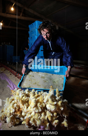 Cibo e scrittore emittente HUGH FEARNLEY-WHITTINGSTALL SVUOTA UNA CASSA DI PULCINI durante una visita a un pollo BROILER FARM mentre Foto Stock