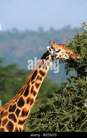 Ritratto di una giraffa Rothschild (Giraffa camelopardalis rothschildi), il lago Nakuru, parco nazionale, Kenya, Africa orientale Foto Stock