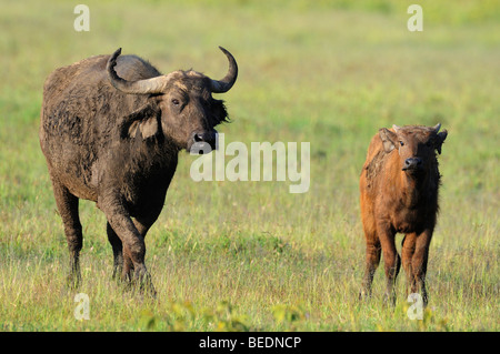 African Buffalo (Syncerus caffer), latte di mucca e di vitello, Lake Nakuru, parco nazionale, Kenya, Africa orientale Foto Stock