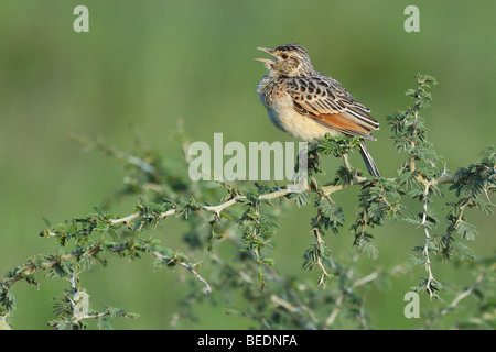 Rufous-naped Lark (Mirafra africana), cinguettio, Lake Nakuru, parco nazionale, Kenya, Africa orientale Foto Stock