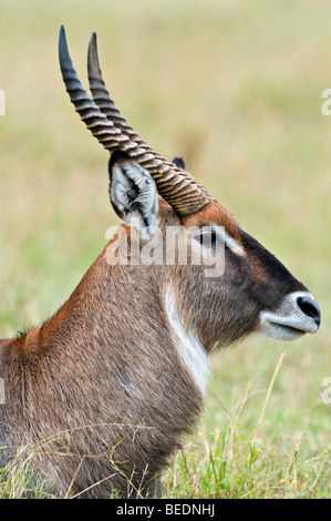 Defassa Waterbuck (Kobus ellipsiprymnus defassa), ritratto, Masia Mara, parco nazionale, Kenya, Africa orientale Foto Stock