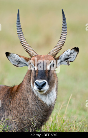 Defassa Waterbuck (Kobus ellipsiprymnus defassa), ritratto, il Masai Mara riserva naturale, Kenya, Africa orientale Foto Stock