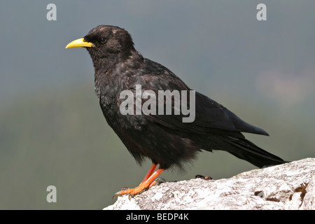 Gracchio alpino, giallo-fatturate (CHOUGH Pyrrhocorax graculus), Alpi, Baviera, Germania, Europa Foto Stock