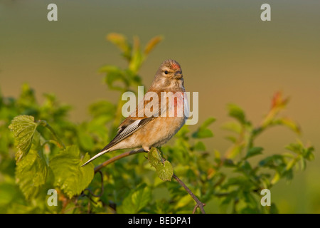 Linnet (Acanthis cannabina) Foto Stock