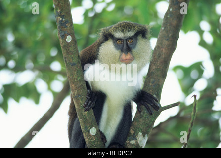 Mona Monkey, (Cercopithecus mona), in rami, Grand Etang, Grenada, West Indies. Foto Stock