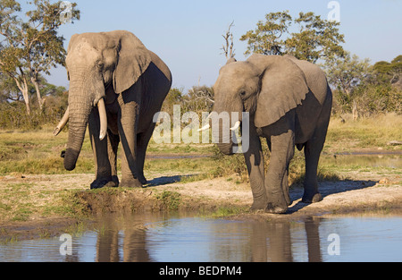 L'elefante africano (Loxodonta africana) a waterhole, Chobe National Park, Botswana, Africa Foto Stock