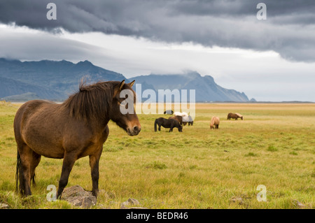 Cavalli islandesi vicino Hoefn, Islanda, Europa Foto Stock