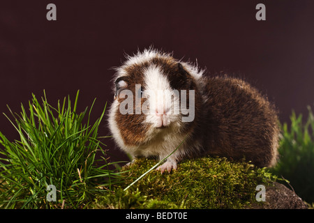 La cavia è seduta su una pietra, studio Foto Stock