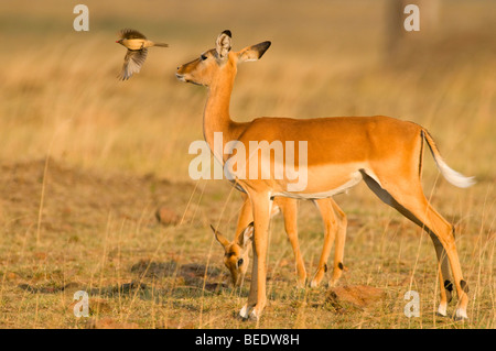 Impala (Aepyceros melampus), il Masai Mara, parco nazionale, Kenya, Africa orientale Foto Stock