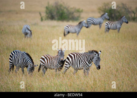 Grant's Zebra (Equus quagga boehmi), il Masai Mara, parco nazionale, Kenya, Africa orientale Foto Stock