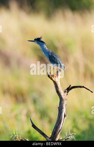 Nero-incoronato Nught Heron (Nycticorax n. nycticorax), il Masai Mara, parco nazionale, Kenya, Africa orientale Foto Stock