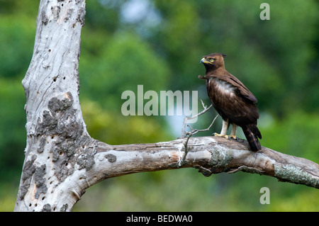 Long-Crested Eagle (Lophaetus occipitalis), il Masai Mara, parco nazionale, Kenya, Africa orientale Foto Stock