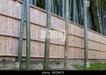 Recinto di bambù in un bosco di bambù in Daishin-in tempio, Kyoto, Giappone, Asia orientale, Asia Foto Stock