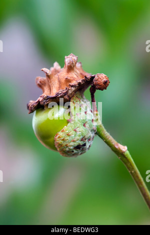 Knopper fiele; su acorn; causato da Andricus quercuscalicis Foto Stock