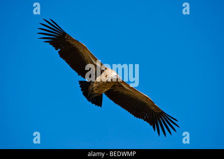 White-backed Vulture (Gyps africanus) in volo, il Masai Mara riserva naturale, Kenya, Africa orientale Foto Stock