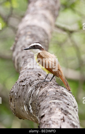 Grande Kiskadee - Verticale Foto Stock