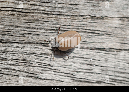 Pecore tick o Castor bean tick (Ixodes ricinus) con sangue intero sacchetto sulla legna secca Foto Stock