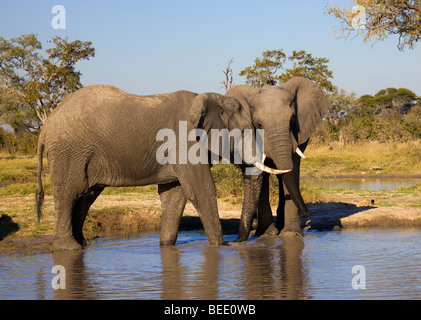 L'elefante africano (Loxodonta africana) a waterhole, Chobe National Park, Botswana, Africa Foto Stock