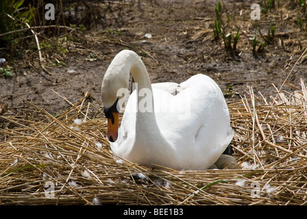 Cigno seduta sulle uova a Abbotsbury Swannery, Dorset. Inghilterra Foto Stock