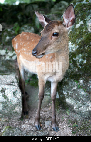 Un cervo ispeziona la fotocamera sull'isola di Miyajima (Itsukushima) in Giappone. Foto Stock