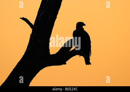 Bruno Eagle (Aquila rapax), silhouette contro il rosso del cielo della sera, il Masai Mara riserva naturale, Kenya, Africa orientale Foto Stock