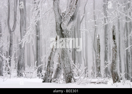 Inverno del bosco di faggio, Javorina national wilderness area, Bile Karpaty, Bianco Carpazi, paesaggio protetto area, Mor Foto Stock