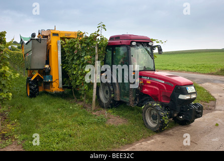 Vendemmia con macchina di raccolta in un vigneto, Gross-Umstadt, Hesse, Germania, Europa Foto Stock