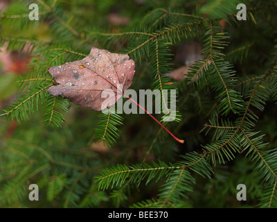 Coperto con gocce di rugiada caduta maple leaf su Balsam fir. Foto Stock