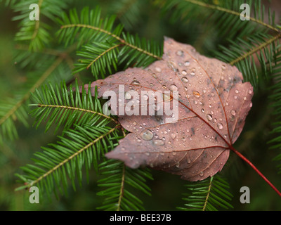 Coperto con gocce di rugiada caduta maple leaf su Balsam fir. Foto Stock