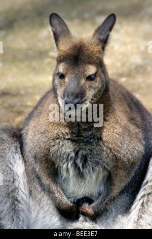 Il Bennett's Wallaby (Macropus rufogriseus frutica, Wallabia Rufogrisea) Foto Stock