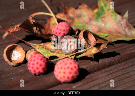 Caduta ghiande e bacche di fioritura cinese Sanguinello (sorbus kousa) su un tavolo di legno Foto Stock