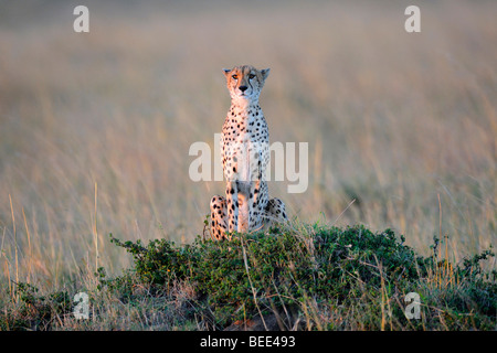 Ghepardo (Acinonyx jubatus), di vedetta da un termite hill nell'ultima luce del giorno, il Masai Mara riserva naturale, Kenya, Est Foto Stock
