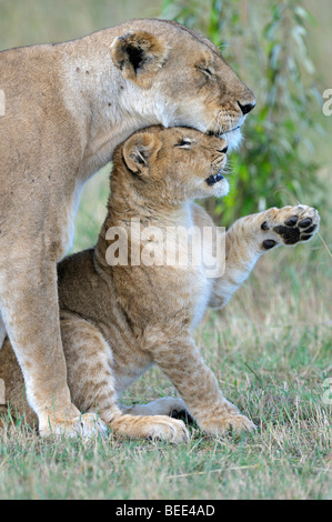 I Lions (Panthera leo), femmina e cub cuddling, Masai Mara riserva naturale, Kenya, Africa orientale Foto Stock