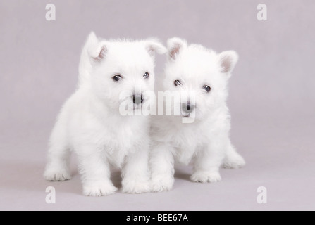 Due West Highland White Terrier cuccioli ritratto su sfondo grigio Foto Stock