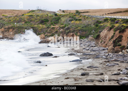 Le guarnizioni di tenuta dell'elefante a PIEDRAS BLANCAS lungo Coast Highway uno vicino San Simeon costa centrale della California Foto Stock