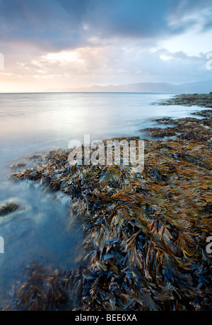 Mare di erbacce rocce coperte all'alba guardando verso Snowdomia nel Galles del Nord visualizzati qui dal punto di Penmon sull'Isola di Anglesey Foto Stock