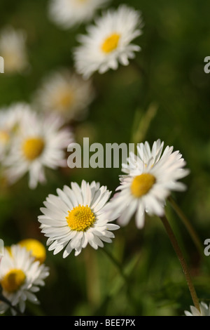 Close-up di Daisy bianca fiori (Asteraceae) a Richmond-upon-Thames, Surrey, Regno Unito. Foto Stock