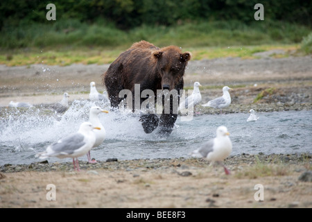 Orso grizzly Pesca nella baia di geografica Katmai National Park in Alaska Foto Stock