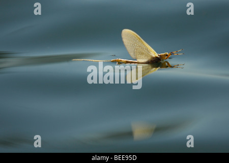 Adulto mayfly sull'acqua Foto Stock