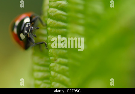 Sette-spotted lady beetle (Coccinella septempunctata) Foto Stock