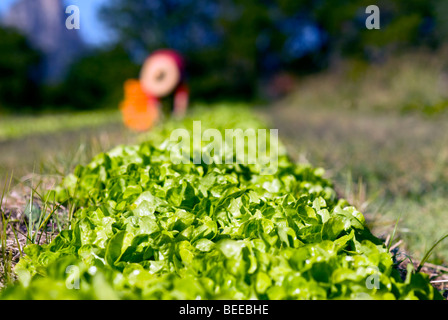 Organico raccolto di lattuga - Certificato di produttori biologici Foto Stock