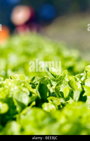 Organico raccolto di lattuga - Certificato di produttori biologici Foto Stock