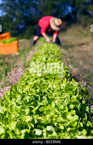 La raccolta di lattuga - certificata biologica produttore Foto Stock