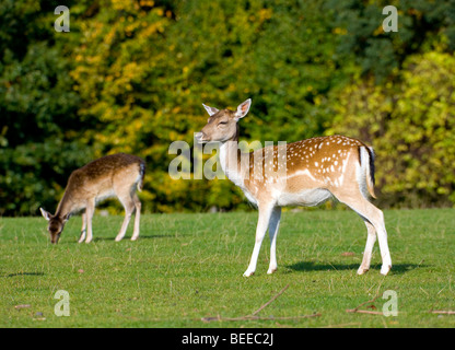 Daini (Dama Dama), due giovani animali Foto Stock