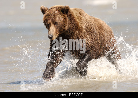 Fotografia di stock di un Alaskan orso bruno in esecuzione attraverso l'acqua inseguono mentre il salmone. Foto Stock