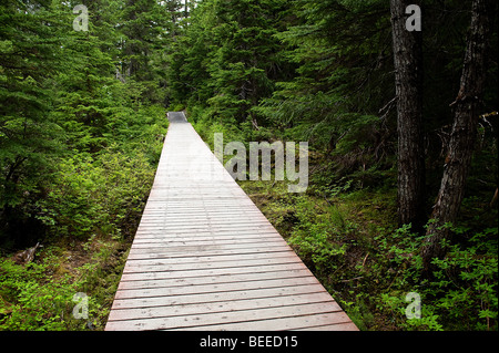 Sentiero escursionistico, vincitore Creek, Chugach National Forest, Alaska, STATI UNITI D'AMERICA Foto Stock